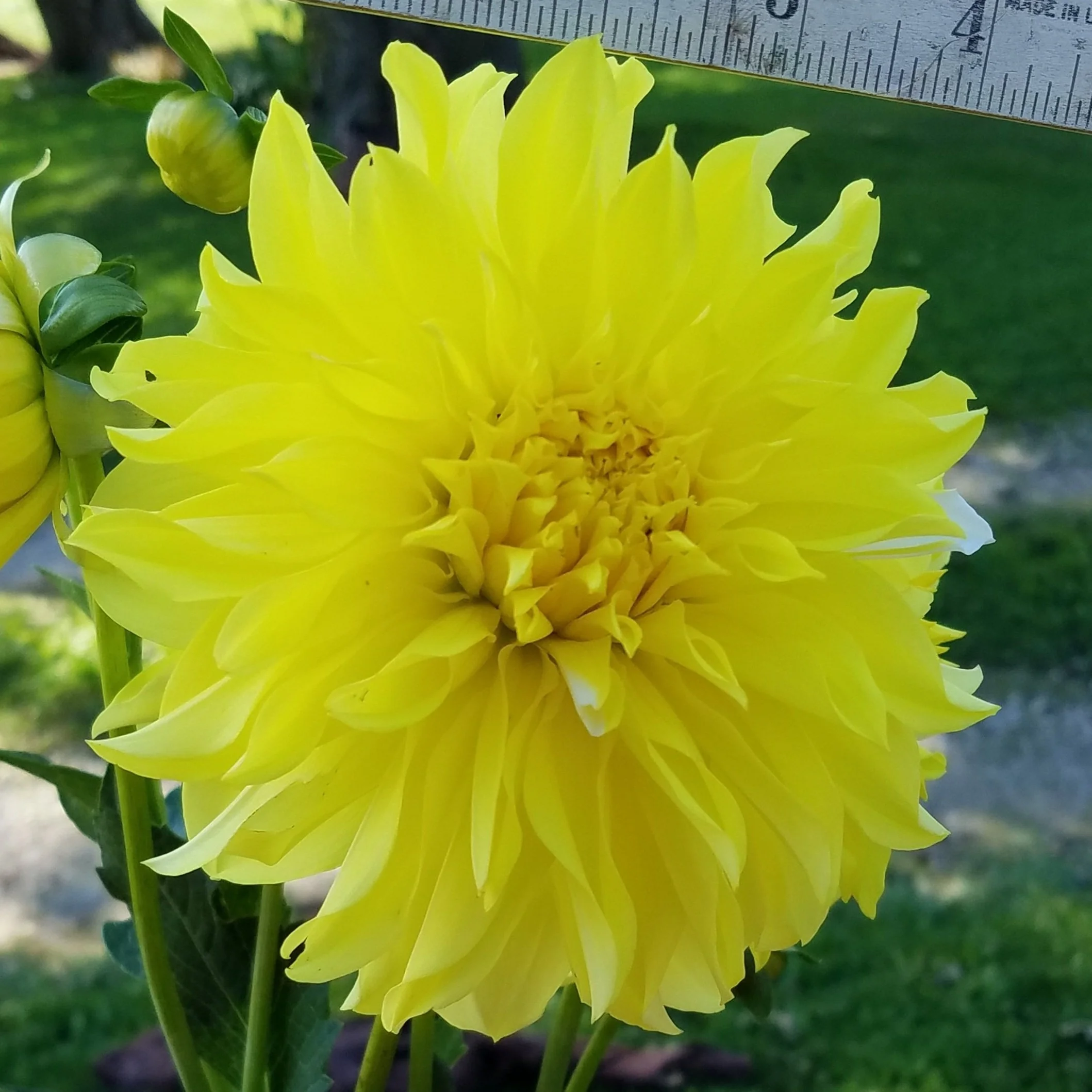 Hollyhill Lemon Ice Dahlia Tuber — Heartland Blooms-n-Berry Farm